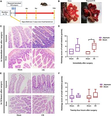 Peripheral interleukin-6-associated microglial QUIN elevation in basolateral amygdala contributed to cognitive dysfunction in a mouse model of postoperative delirium